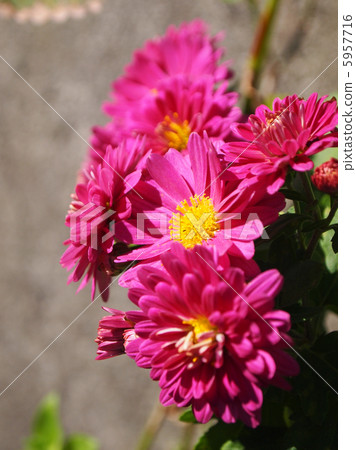 野生噴霧灰 5957716