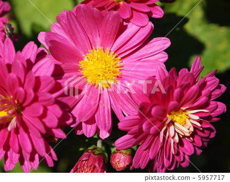 野生噴霧灰 5957717