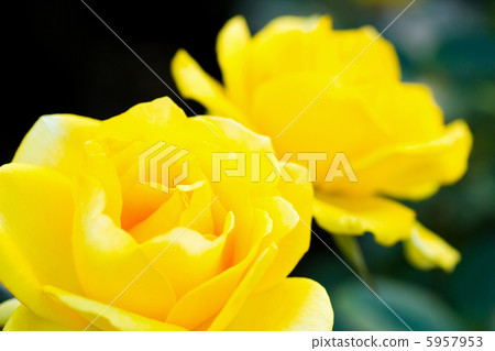 Rose Faltzer · Gold Rose Faltzer · Gold 5957953