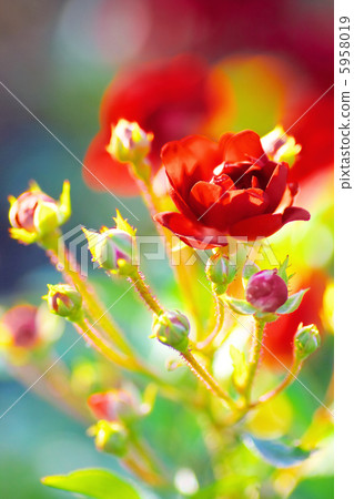 Rose Grooir de Midi 5958019