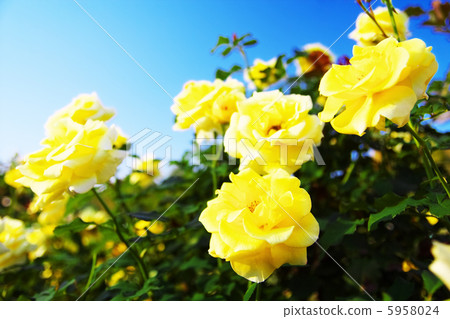 玫瑰金兔子 5958024