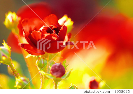 Rose Grooir de Midi 5958025