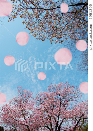 櫻花 櫻花 5961296