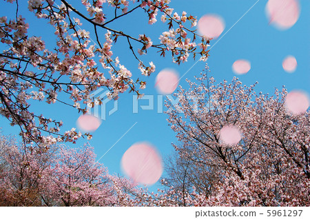 櫻花 櫻花 5961297