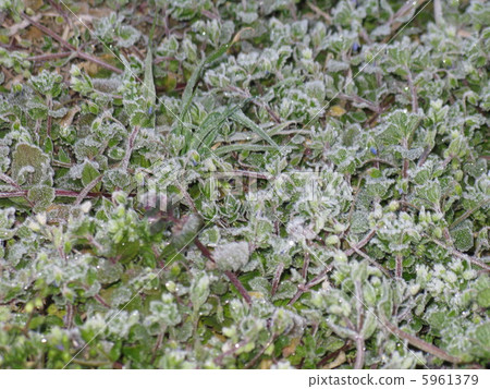 Frost Frost 5961379