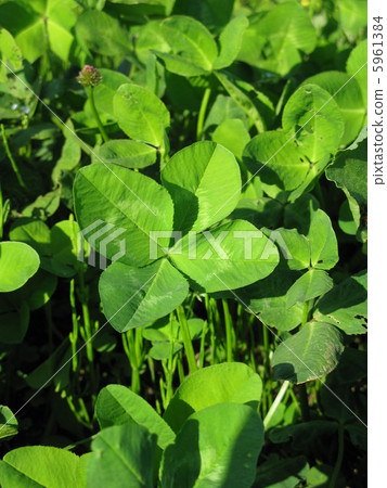 four Leaf Clover four Leaf Clover 5961384
