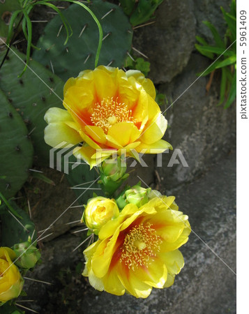 Cactus flower 5961409