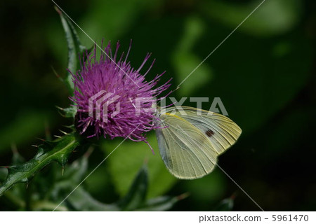 Beeswax moth Beeswax moth 5961470