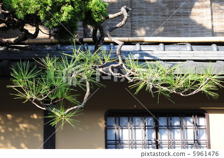 垂懸在房檐-1的杉樹 垂懸在房檐-1的杉樹 5961476