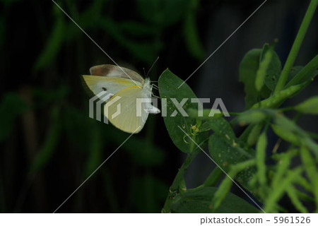 Laying eggs of Montsura butterfly 5961526