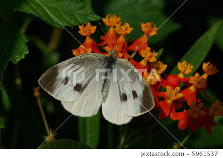 蜂蠟蛾 蜂蠟蛾 5961537