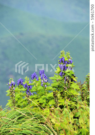 鮮花盛開的雪花 鮮花盛開的雪花 5961700