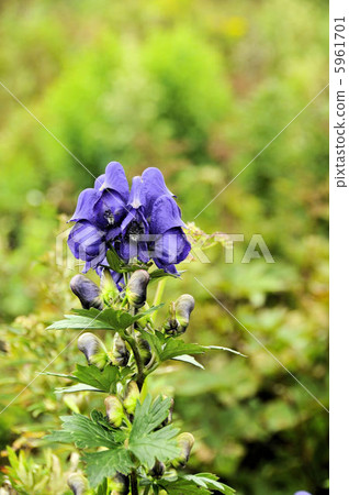 鮮花盛開的雪花 鮮花盛開的雪花 5961701
