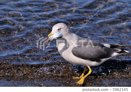 White sea gulls 5962145