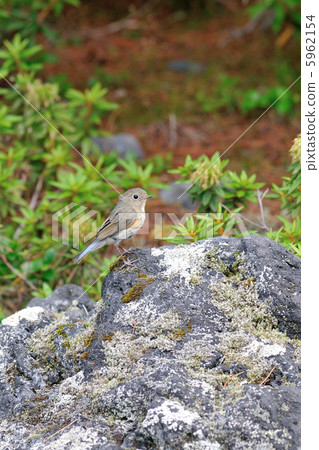 紅腹藍尾魚雌性 紅腹藍尾魚雌性 5962154