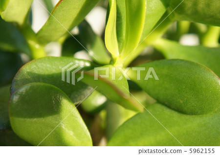 翡翠木 翡翠木 5962155