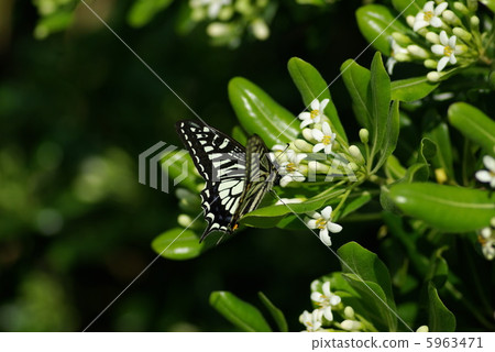 Nectar beaks 5963471