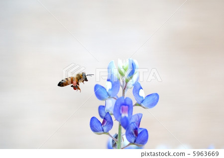 一隻蜜蜂 5963669