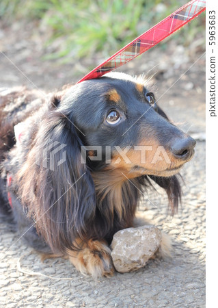 Dax Can I bring this stone home? 5963683