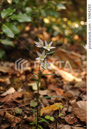 大會之花 大會之花 5964265