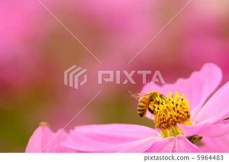 Shiawase in autumn ... Shiawase in autumn ... 5964483