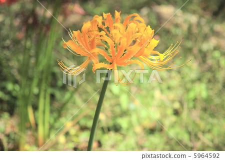 黃色色的花 黃色色的花 5964592