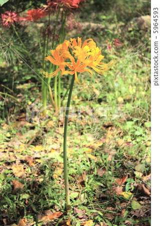 Yellow colored flower 5964593