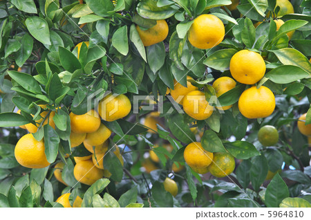 Mandarin orange Mandarin orange 5964810