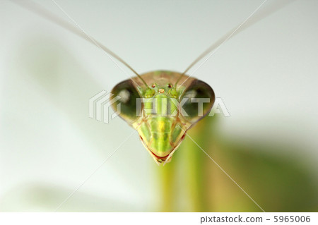 Mantis Mantis 5965006