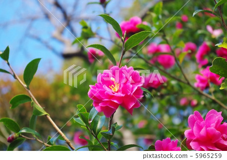 茶花 5965259