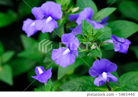 藍貓眼 藍貓眼 5965440