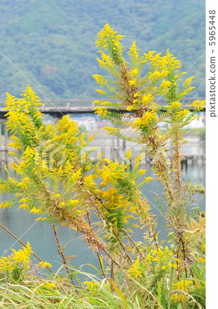 Seiitokawadassi 5965448