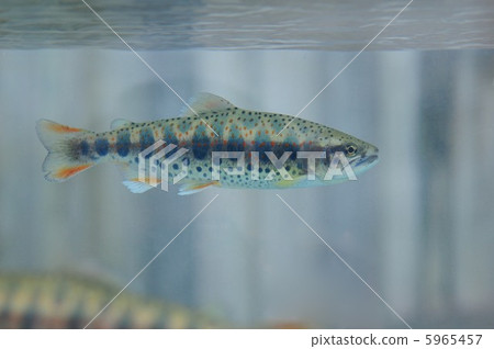 Female fish 5965457