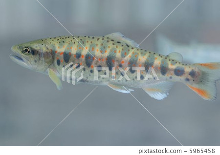 Female fish 5965458