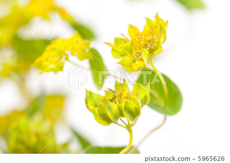 flowers flowers 5965626