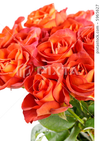 flowers flowers 5965627