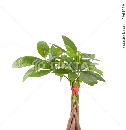 plant plant 5965629