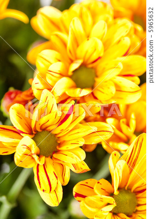 flowers flowers 5965632