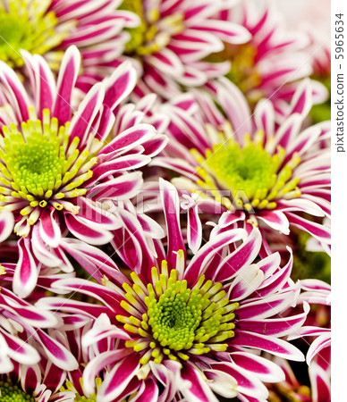 flowers flowers 5965634