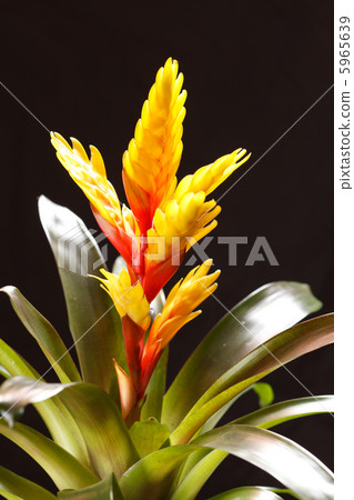 flowers flowers 5965639