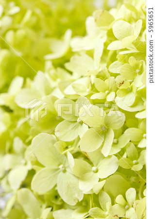 flowers flowers 5965651