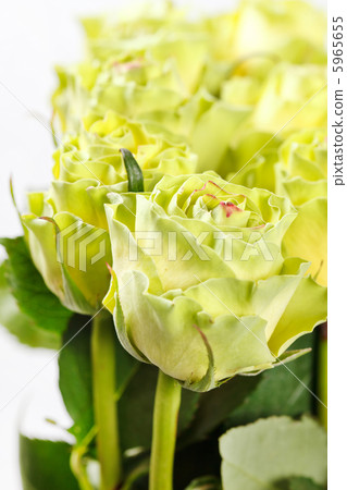 roses roses 5965655