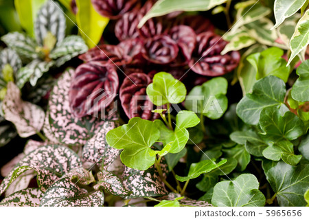 plants plants 5965656