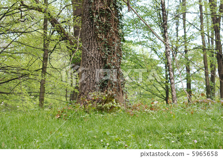 spring forest spring forest 5965658