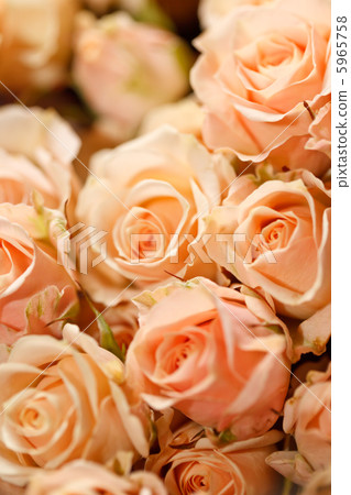 roses roses 5965758