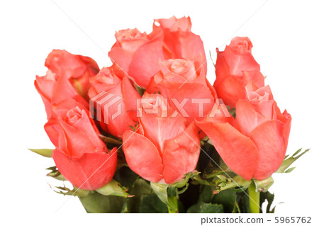 roses roses 5965762