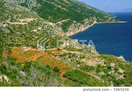 Vineyards, southern coast of Hvar, Croatia 5965836