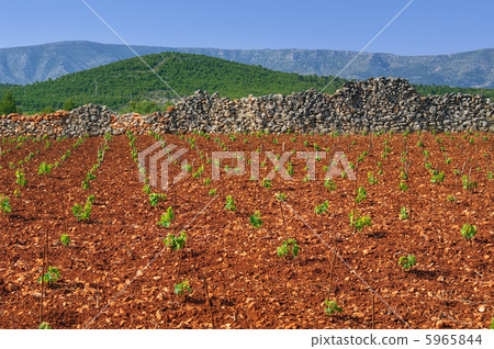 New vineyards, north of Hvar island, Croatia New vineyards, north of Hvar island, Croatia 5965844