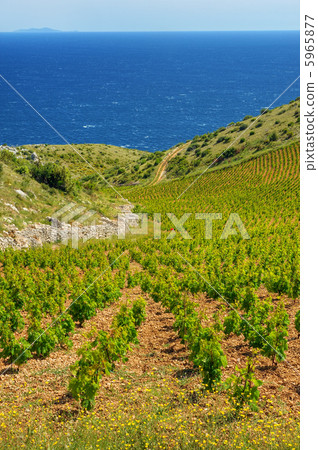 Vineyards, southern coast of Hvar, Croatia Vineyards, southern coast of Hvar, Croatia 5965877