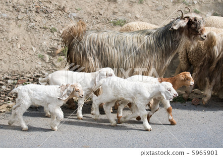Kids goat and kashmir (pashmina) goats from India 5965901